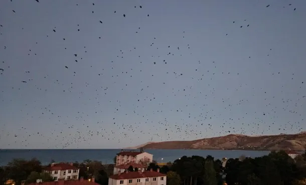 Tatvan Semalarında  Kargalardan Görsel Şölen