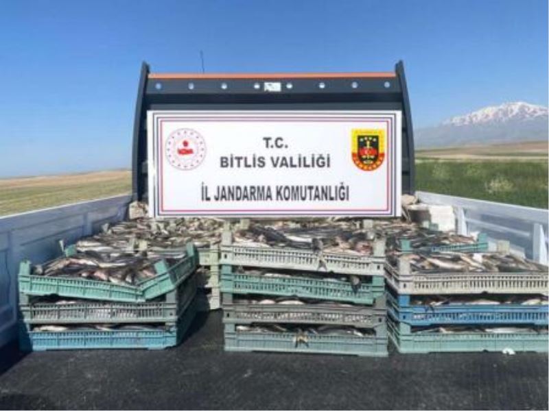 Ahlat ve Adilcevaz’da Kaçak Olarak Avlanmış İnci Kefali Ele Geçirildi